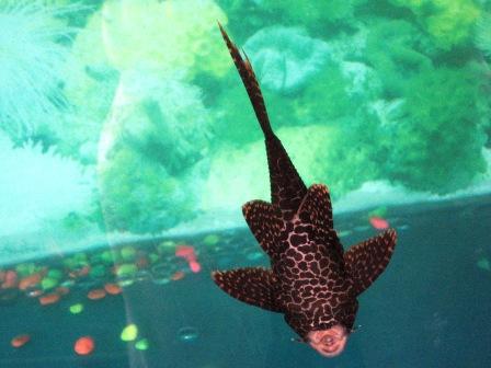 Is this a shark? - Looks like one except this little chappie is a scavenger in an aquarium.  Hope no one got deceived.