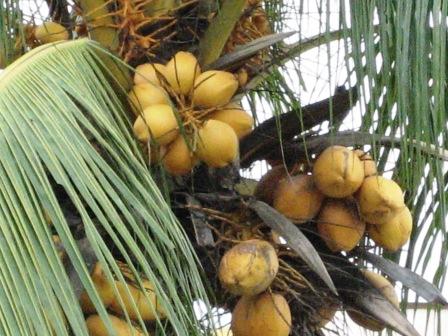 Coconuts. - Bunches of juicy yellow coloured coconuts waiting to be harvested.  They normally used a trained monkey to get the job done. At a cheap cost as well. After all, the monkey is cheap labour - eats bananas only.