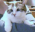 My cat Christine  - My 5 year old blue eyed cat that is a cross between a tabby and a siamese.