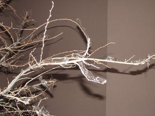ice!!! - There was like an inch of ice on the trees