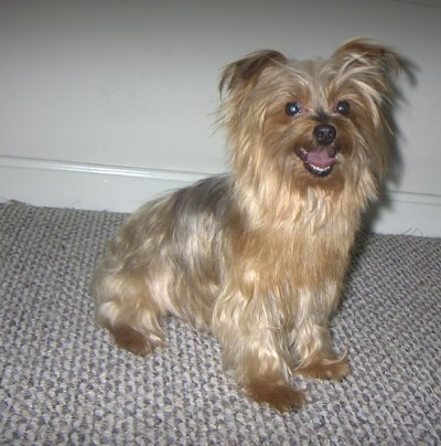 My Yorkie - This is a picture of my yorkie. He loves the camera...
