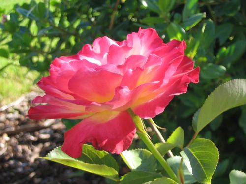 Double Delight - My first rose at my new house