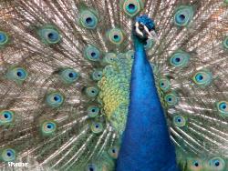 peacock - beautiful sight!!!!