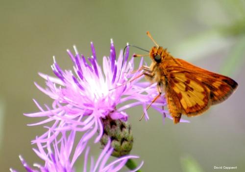 butterfly - so beautiful butterfly..busy in taking out honey