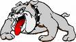 english bulldog - bull dog