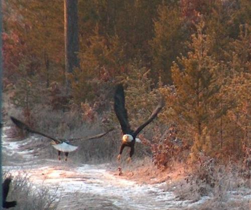 Eagles - An old friend sent me this picture of two eagles, taken near her home in northern Wisconsin.