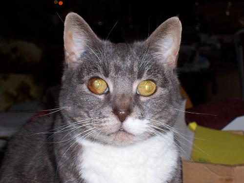 Boots - This is one of my rescues.  She was a feral cat when we got her and is just the sweetest little animal you could ever meet.