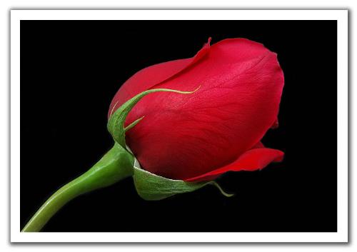 Rose - Rose flower