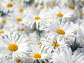 flowers brighten my day and make me smile do your  - flowers brighten my day and make me smile, its like spring in the winter when you look at a flower.