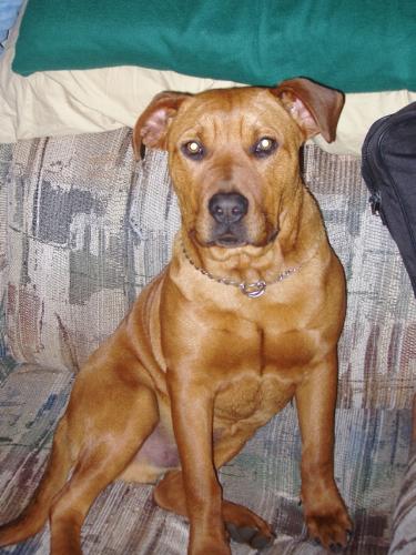 Rocky - This is my Pitbull.  My wife and I still are unsure of whether he is pure bred Pitbull or a mix breed.  It doesn't matter since we love him just the same.