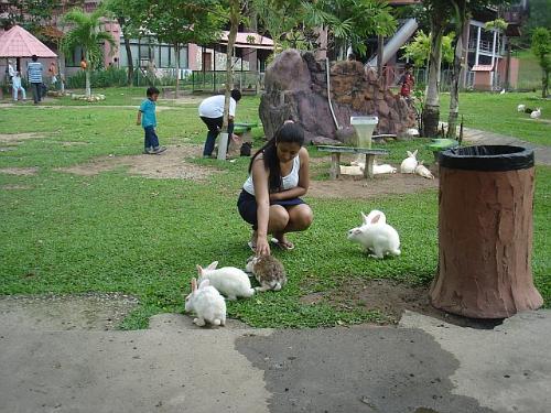 Feeding the rabbits - Trip to malaysia and feeding the rabbit.