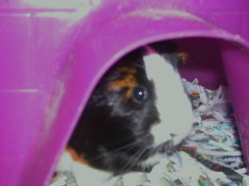Guinea Pig - This is one of my favorite pictures of my guinea pig, Einstein.