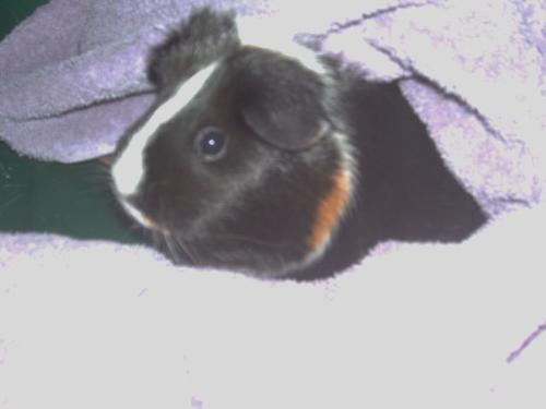 Another Guinea Pig - This is my other guinea pig. Her name is Smartypants. Yeah...it fits well. LOL!