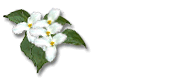 Monica - animated signature of the name Monica