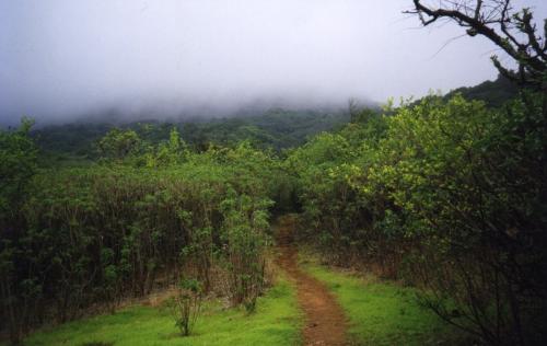 A panoramic view........ - A pic taken from the foothills of a lush mountain......