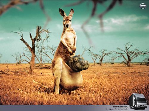 australia - Kangroos from Australia