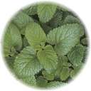 Lemon Scented Plants - the best ways to cook with them?