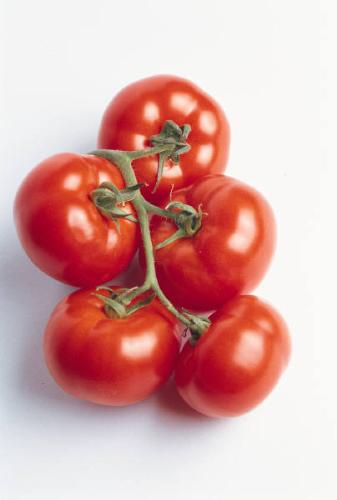 tomatoes - good red tomatoes