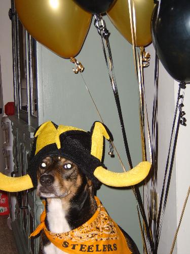 Steelers Mascot - New Steelers Mascot at the Super Bowl