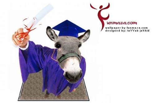 funny donkey - lolz