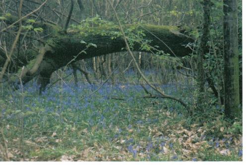 Bluebells in Bolney - Bluebells in woods in Colewood Lane, Bolney.