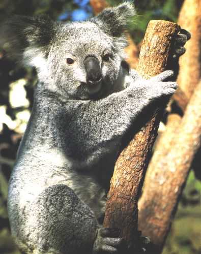 Koala - Koala in Sydney Australia