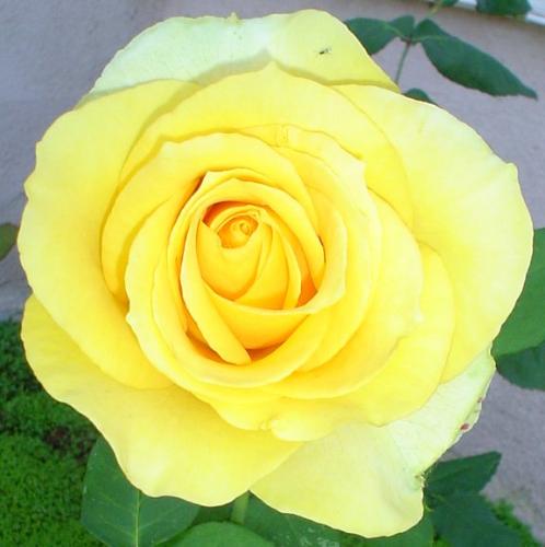 St. Patrick's Day Rose - One of last year's blooms. St. Patrick's Day Rose - One of last year's blooms.