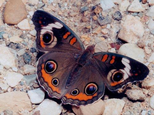 butterfly`wings  - see that goergeos butterfly