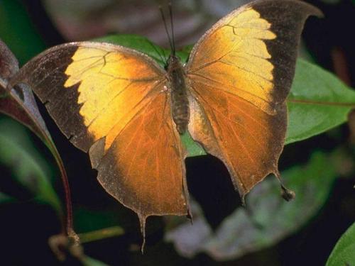 butterfly - the butterflys are adorable no?
