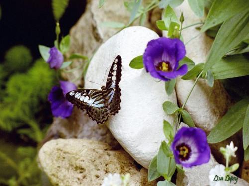 a buttherfly - butterfly