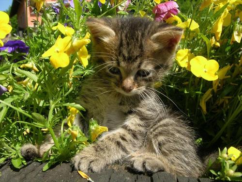cat - this is a little cat ...it is adorable no?