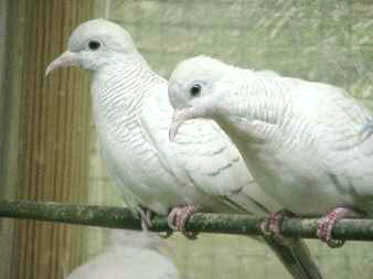 Pretty arn;t they? - I love my doves, but just can&#039;t tell the difference in their gender.