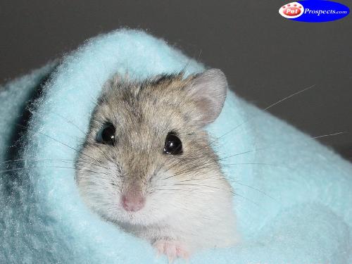 sooo cute! - While looking ofr hammy photos for my son I found this.... awwwwwwww!