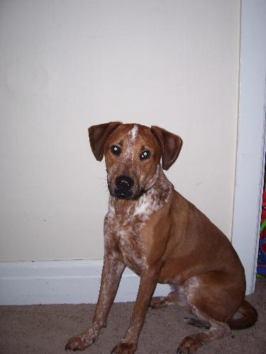 toby - imagine that my dog thinks he is still a puppy and a lap dog....he is more of horse if you ask me.