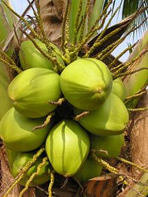 coco in the phils - coconut