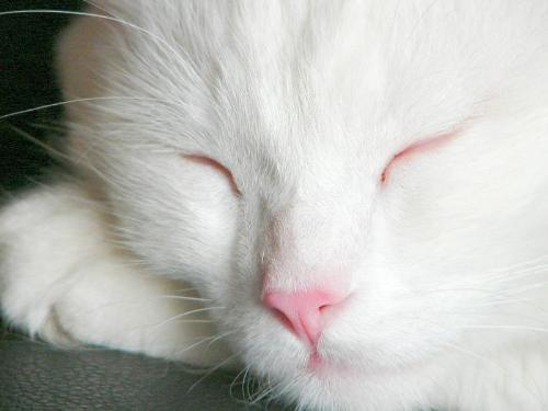 kitty sleeping so nice - I just want to wake up the kitty don't you?
