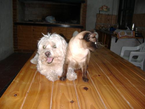 Pets - This is a photo of my pets! My dog, called Osito, and my cat, called Luna :D