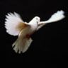 peace - i pray for peace in the world