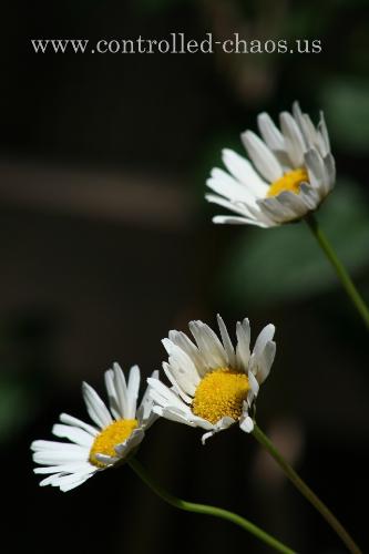 Daisies - Not much to say about this one... Just a cool pic of some flowers.