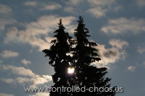 Moonlit Pines - Night time photo of a full moon through pine trees.