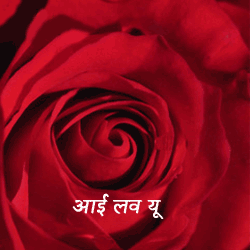 valentine day and rose - rosees the tradition flower of valentine's day comes from a roman legend of a women,named Rodanthe.she was pursued by many suitors who finally became a impassioned they broke down the doors of her house.this enraged the goddess Diana,who turned the women into a flower and her suiter each into a thorn.