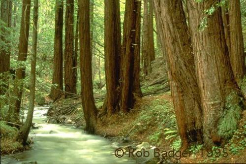 jungle - nature is very beautyful.it make the the earth feel like heaven.