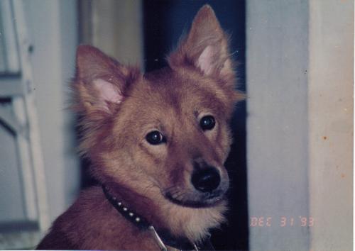 My dog, Joey - I had a dog named Joey.  He was with me for about 14 years.  He passed away about 3 years ago.  He was more than a pet to me, in fact he was treated as a family member.  My mom always made sure he had his meals on time each day.  Our meals can be delayed but NOT the dog.  Whenever he was hurt or comes back late (when he manages to run away) I always worry and pray for him as I would anyone I loved.  Even if it is about one a.m. in the morning I will go out and call his name.  I won't go to sleep till he comes back.  He was a normal dog with his naughty as well as lovable moments but I must admit that I've screamed at him before especially if he pees in the house or worse, on my things.  He has this thing about plastic bags, so I will always try to put them out of his way so that it won't get sprayed on.  I wish he could have lived human years but I guess for a dog 14 years is a ripe old age (is it?).  I am thankful that he passed away without being ill for long.  I could tell that he didn't want to go...my parents didn't rush back on time to be with him during his last moments. I will always miss him.  Good boy Joey.... you will always live in my heart.  Love you always.