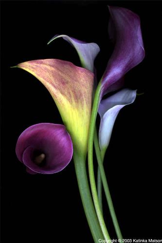 Calla Lillies - My favourite flowers