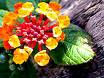 flowers - four