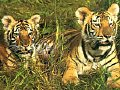 tigers - Look how the tigers were sitting for their prey.