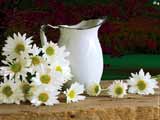 flowers are important  in LIFE - it is important in life