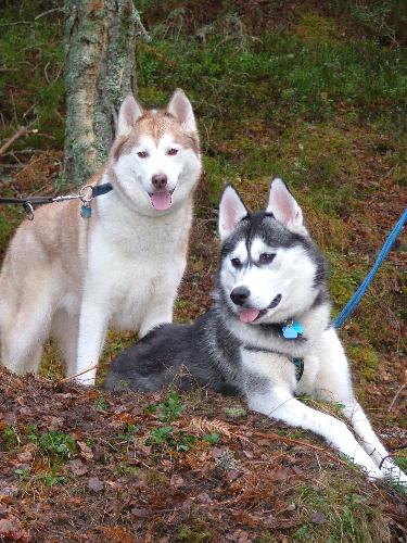 Kai and Tara - Our fur babies.  Kai and Tara are Siberian Huskies, full of energy and loving life.