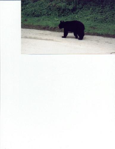 black bear - This little fellow came for a visit one day.  He just strolled into our car park at the apartments in Juneau.  We used to get visits from the bears every day.  I sure do miss them since I moved.