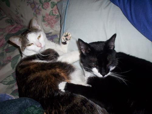 Twister and Izzy - We love each other